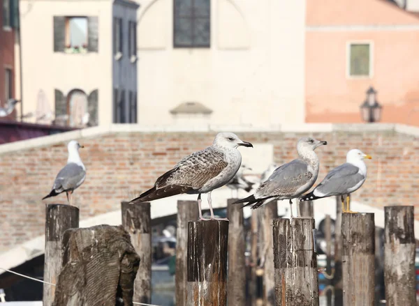 Seagulls over the poles to anchor boats in the canal — Stock Photo, Image
