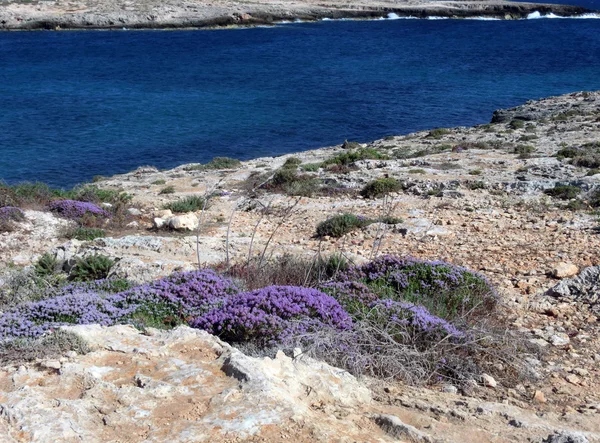 Erica blume auf der insel lampedusa in italien — Stockfoto