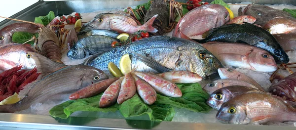 Gran besugo blanco muchos peces de agua salada fresco — Foto de Stock