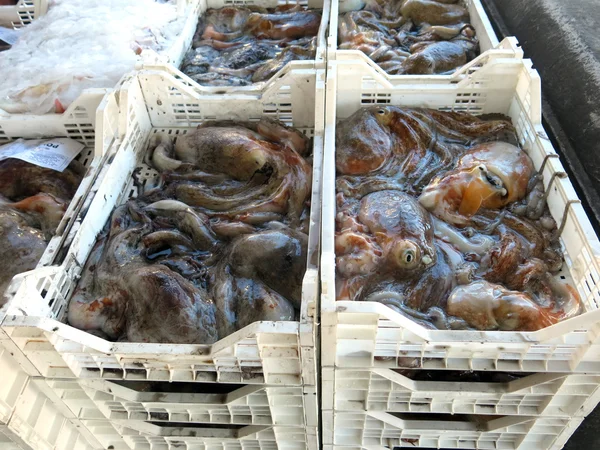 Poulpes et poulpes fraîchement pêchés dans le port d'Italie — Photo