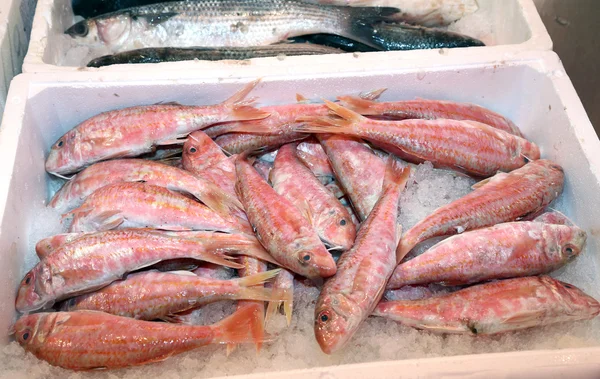Čerstvé ryby na prodej v rybím trhu stání v Itálii — Stock fotografie