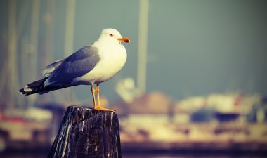 gemi demirlemek için pole üzerinde büyük martı