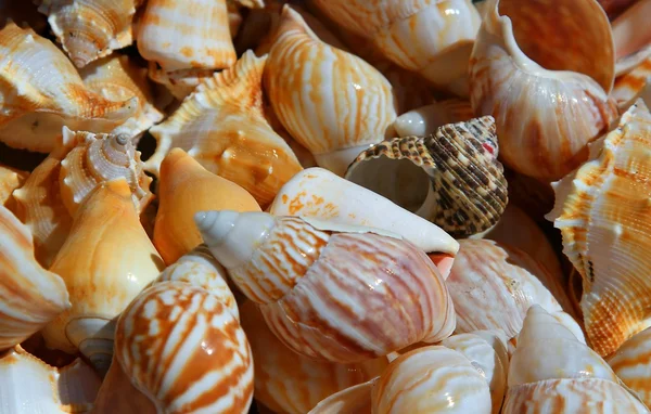 Muscheln im Ozean gesammelt — Stockfoto
