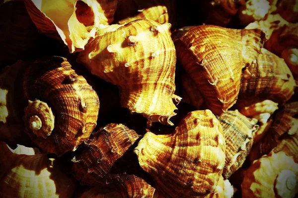 Hermosas conchas en venta en el mercado cerca del mar — Foto de Stock