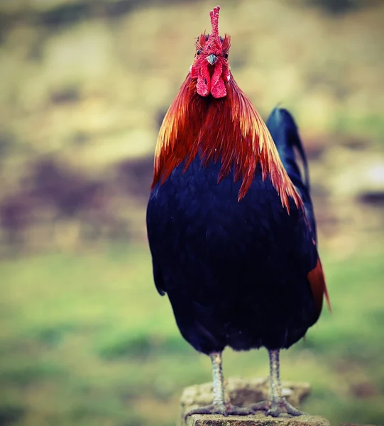 Cock with the Red crest on top of the stone — Stock Photo, Image