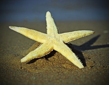 fotoğrafı büyük deniz yıldızı