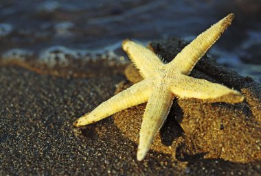Deniz yıldızı deniz plaj