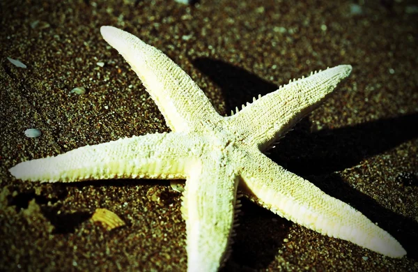 Białe pięcioramiennej rozgwiazdy na plaży — Zdjęcie stockowe