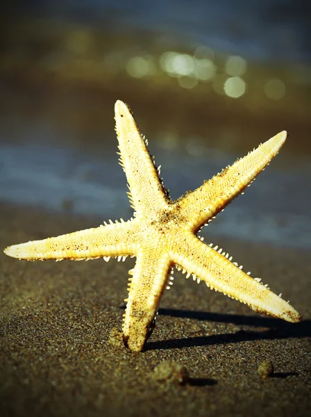 Gigante mar estrella océano — Foto de Stock