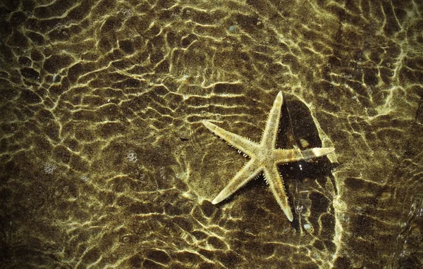 Sea star under the warm sea water — Stock Photo, Image