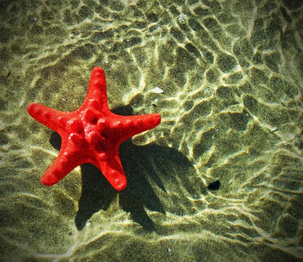 Und seltene rote Seesterne, die auf dem Ozean treiben — Stockfoto