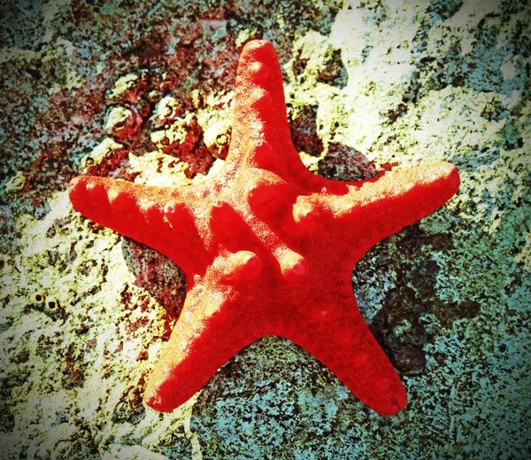 Rara estrella de mar roja en la arena — Foto de Stock