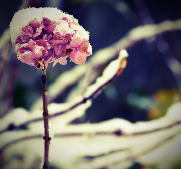 Hortensia bloem van tuin in de koude winter — Stockfoto