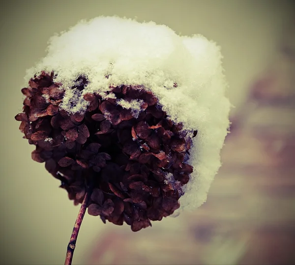 Hortensia bloem tijdens strenge winter — Stockfoto