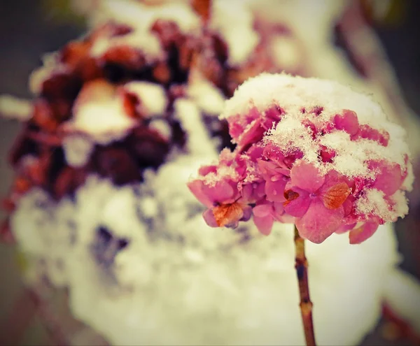 Biały kwiat hortensji pokryte śniegiem — Zdjęcie stockowe