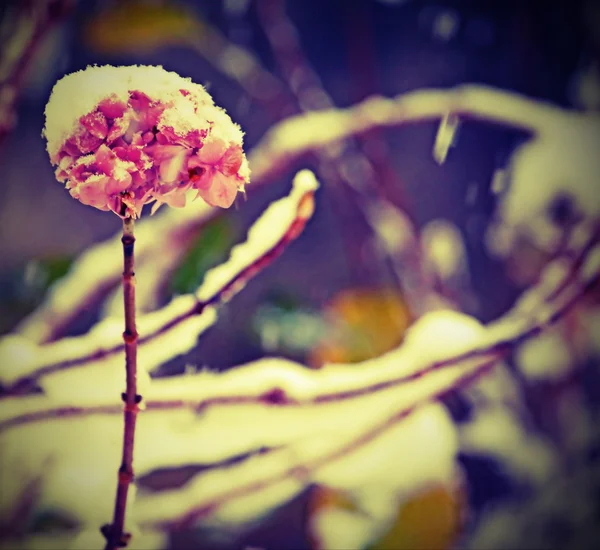 Hortensia bloem wit de bedekte sneeuw in de winter — Stockfoto