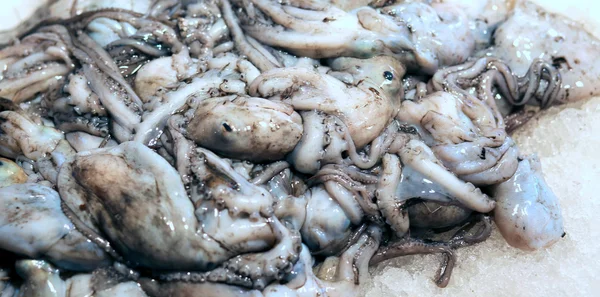 Frisch gefangene Tintenfische in frischem Fischrestaurant — Stockfoto