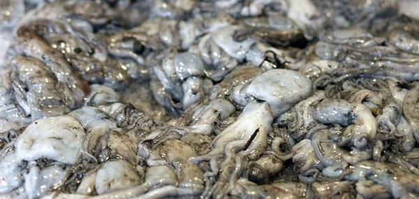 Freshly caught Squid in fresh seafood restaurant — Stock Photo, Image