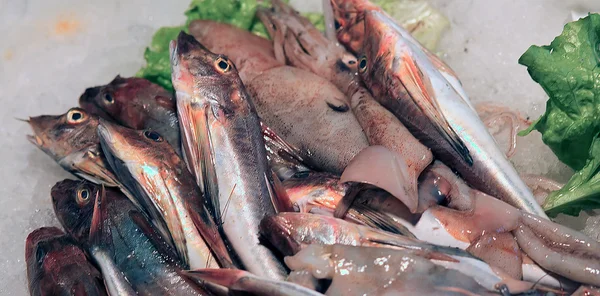 Gurnard fresco per la vendita nel mercato del pesce — Foto Stock