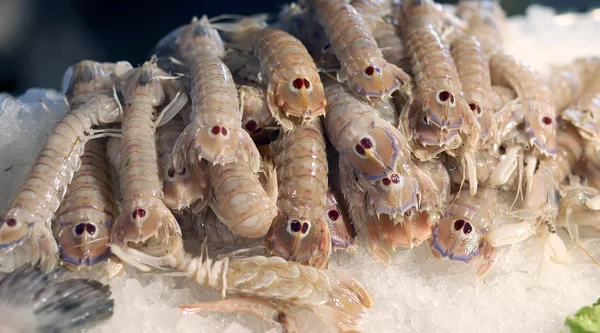 Fresh crustaceans called  mantis shrimp for sale in fish market — Stock Photo, Image