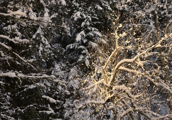 Гірський пейзаж зі снігом взимку — стокове фото