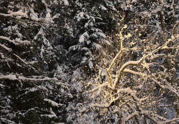 Paysage de montagne avec neige en hiver — Photo