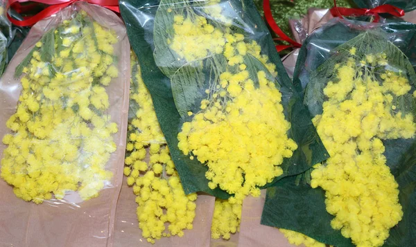 Mimosa amarillo para el día de la mujer el 8 de marzo —  Fotos de Stock