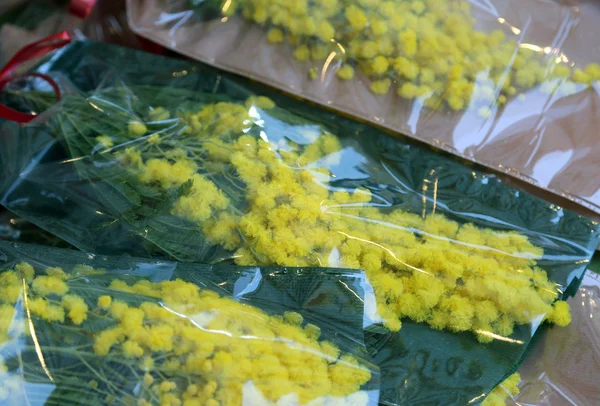 Gele mimosa voor Vrouwendag op 8 maart — Stockfoto