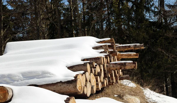 Baumstämme, die in den Bergen unter dem weißen Schnee gefällt wurden — Stockfoto