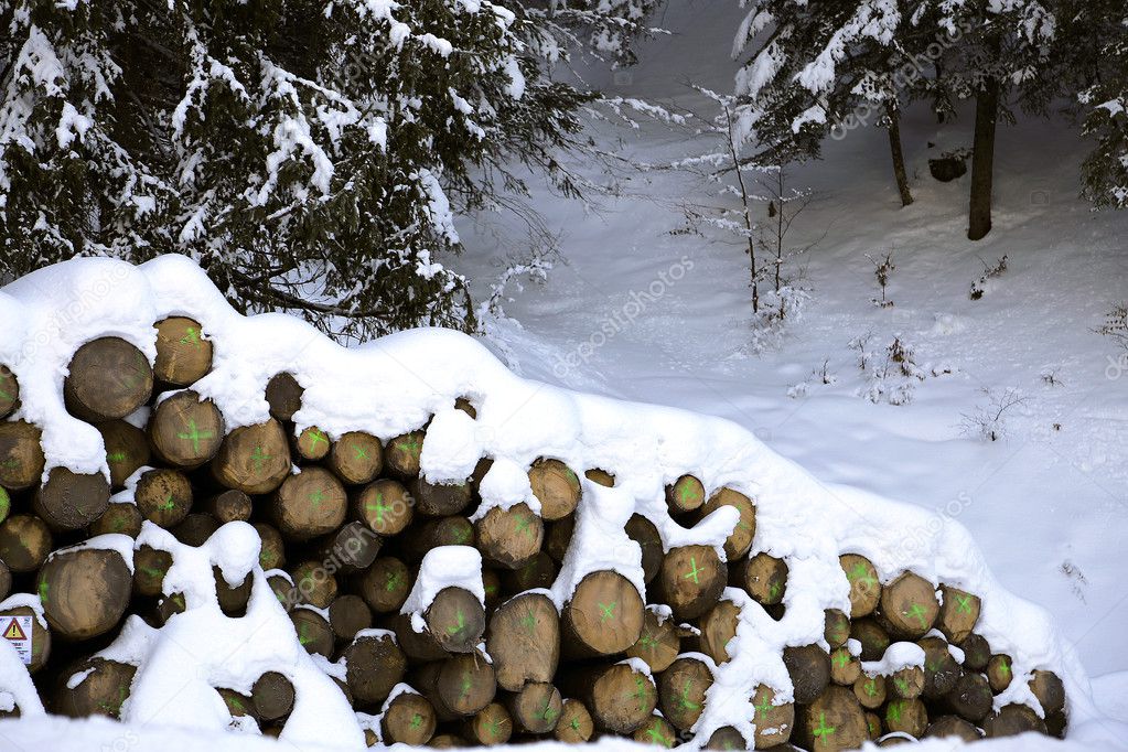 logs cut in the mountains under the snow