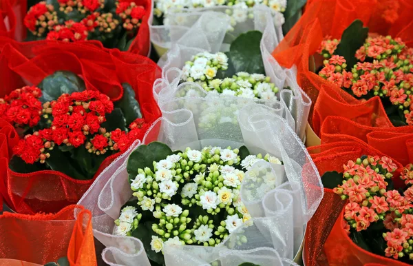 Witte en rode bloemen voor verkoop in de kas — Stockfoto