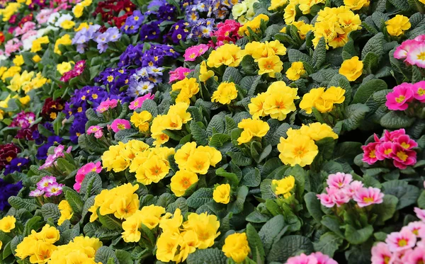 Kleurrijke Primula in de tuin van de villa — Stockfoto