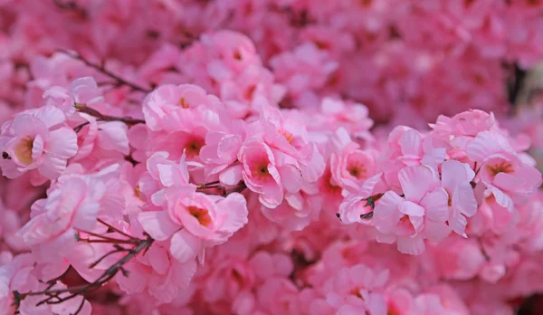 Rosa Blüten eines Pfirsichbaums im Frühling — Stockfoto