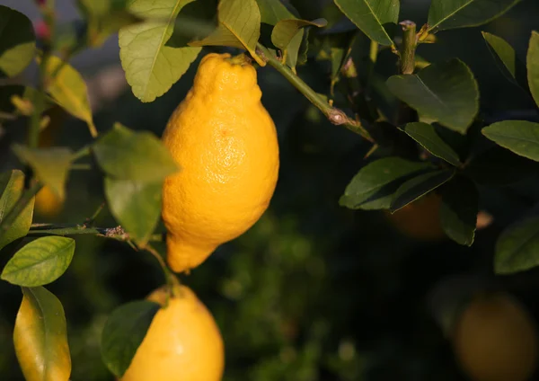 Citron hänger på trädet i trädgården — Stockfoto