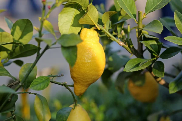 Citron hänger på trädet i trädgården — Stockfoto