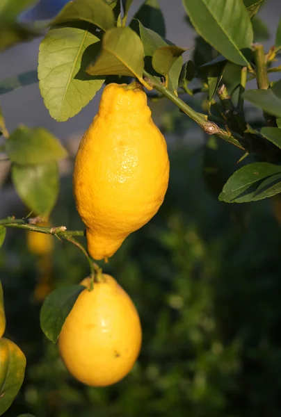 Two yellow lemons hanging on the tree in the orchard — Stock Photo, Image