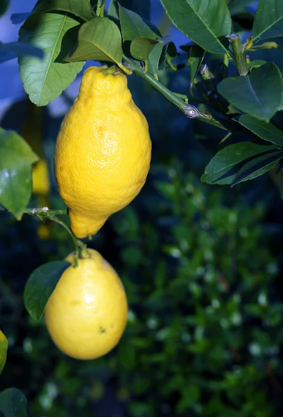 Två stora citron hänger på trädet i fruktträdgården i södra Ita — Stockfoto