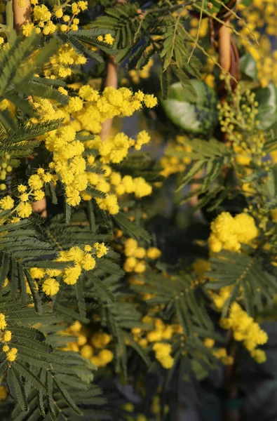 Zweig der Mimosen blüht im März — Stockfoto