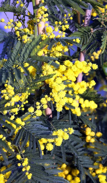 Rama amarilla de flores de mimosa en marzo —  Fotos de Stock