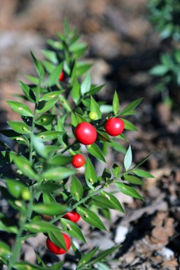 Kırmızı Holly Karpuzu ve dikenli yaprakları