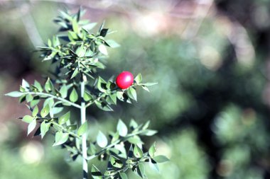 Kırmızı Holly çilek ve yeşil dikenli yaprakları