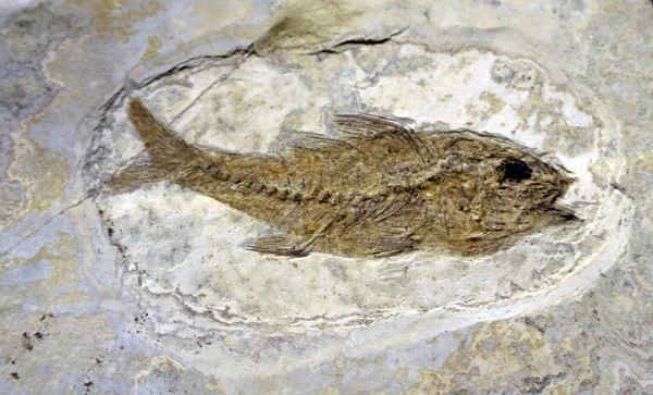 Mesozoic age fossil fish trapped in the rock — Stock Photo, Image