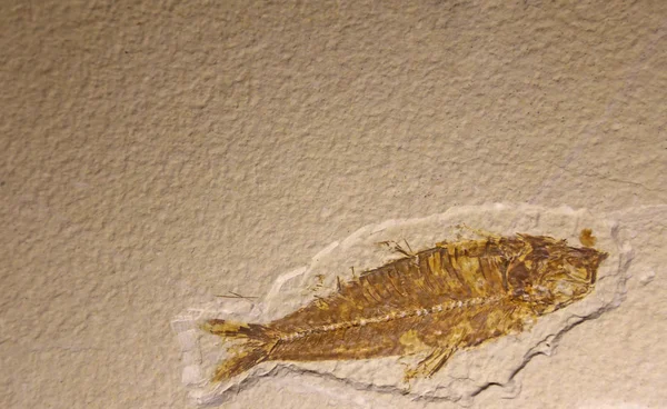 Mesozoïcum ouderdom fossiele vis in de rots gevangen — Stockfoto