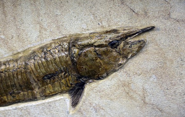 ancient Mesozoic age fossil fish in the rock