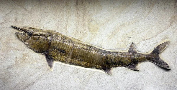 Peixes fósseis da Idade Mesozóica presos na rocha — Fotografia de Stock