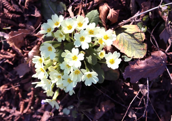 Petrklíč právě kvetly na jaře — Stock fotografie
