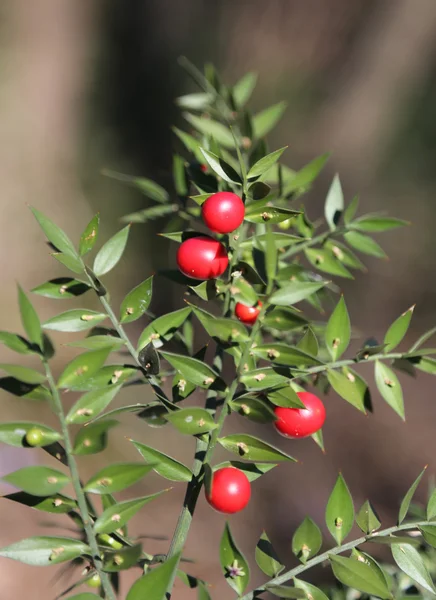 Red Holly bessen en stekelige bladeren — Stockfoto