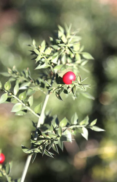 Enorma Red Holly bär och taggiga bladen — Stockfoto