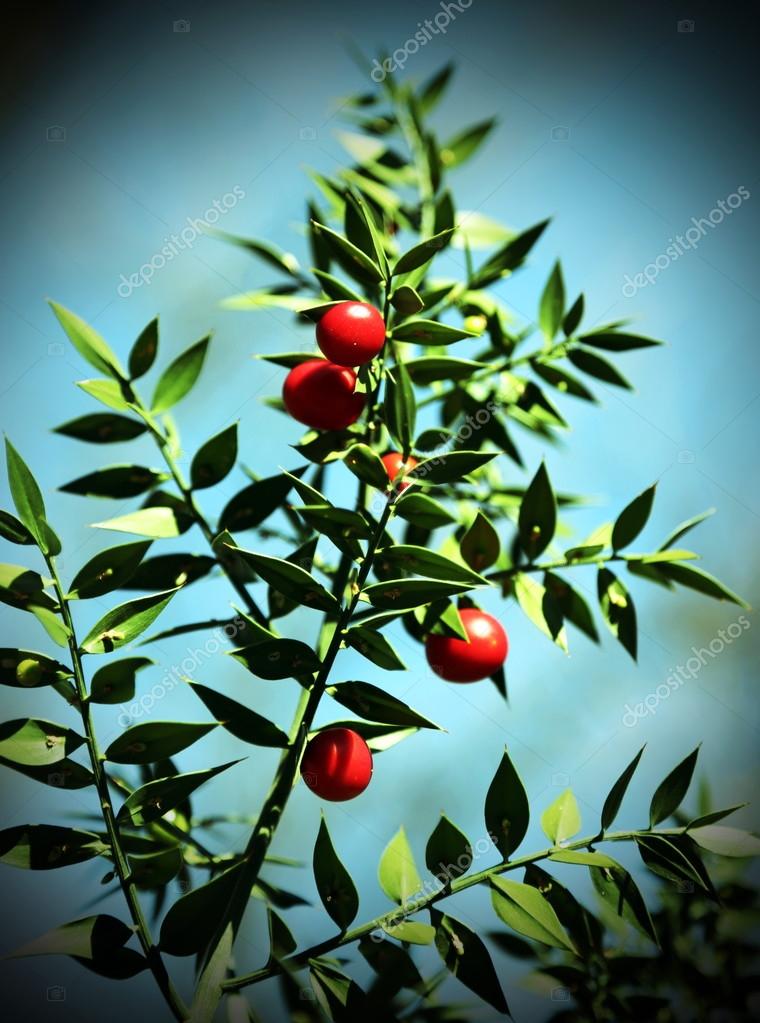 Mountain Ash Tree Berries Poisonous Dogs