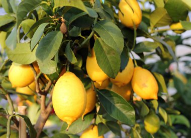 Akdeniz Euro meyve ağacı içinde olgunlaşmış limon
